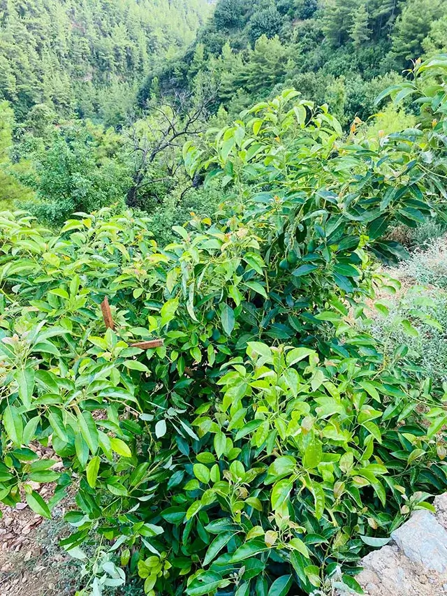 Alanya avokado ağaçları